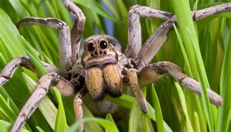 Difference Between Male And Female Wolf Spiders Sciencing