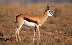 springbok wildlife guide