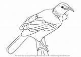 Tui Bird Drawing Draw Birds Step Animals Tutorials sketch template