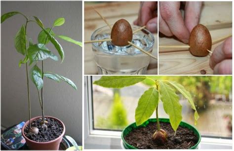 Avocado Pflanzen Schritt Für Schritt Anleitung Von Kern Zur Avocado