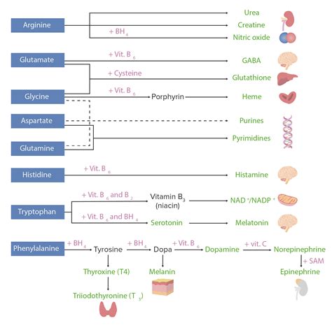 Catabolism Of Amino Acids Concise Medical Knowledge