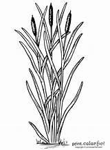 Coloring Cattail Cattails Plant Clipart Drawing Pages Color Family Pond Print Getdrawings Printables Life sketch template