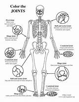 Synovial Skeletal Coloringnature Labelling sketch template