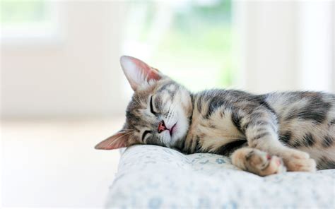 improve  memory   cat nap mattress depot usa