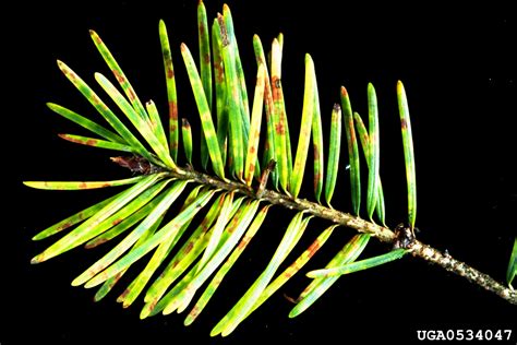 douglas fir needlecast rhabdocline pseudotsugae