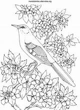 Uccelli Cielo Disegno Osservare Fisso Sguardo sketch template