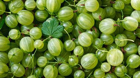 banned gooseberry    comeback    howstuffworks