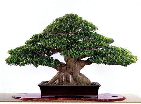 buy choosepick banyan bonsai tree seeds   packet