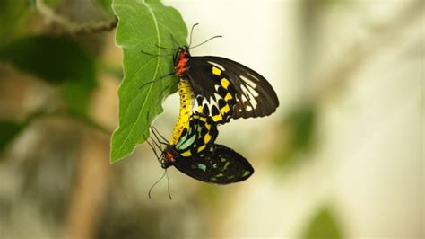 Sex Lies And Butterflies Soars Again On Pbs Nature Frontrowcenter