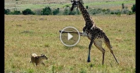 giraffe kills lion giraffe attacks lion pride  kicks     death