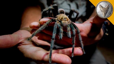 giant tarantula shows  fangs youtube