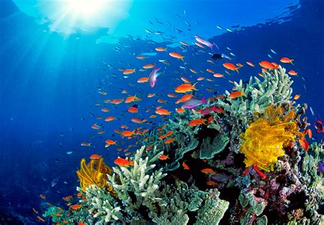 australians agree great barrier reef   danger  groups