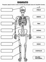 Humano Esqueleto Atividades Ossos Ciencias Partes Atividade Cuerpo Anatomia Completar Huesos Fichas Quinto Sistemas Fisica Educação 3º Muscular órgãos Pré sketch template
