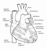 Anatomy System Coronary Circulation Cardiovascular Overview Gross sketch template