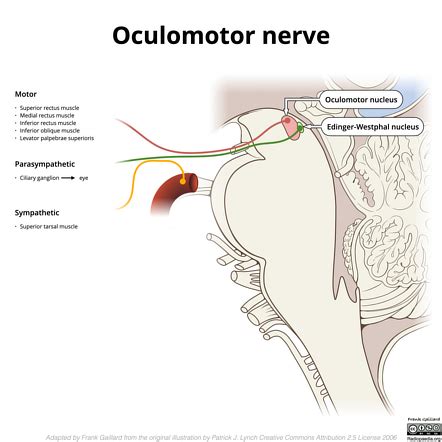 oculomotor nerve radiology reference article radiopaediaorg
