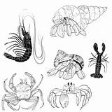 Crustaceans Lucinda sketch template