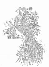 Peacock Zentangle Volwassenen Stress Adulte Paon Grown Ups Oiseau Omeletozeu sketch template