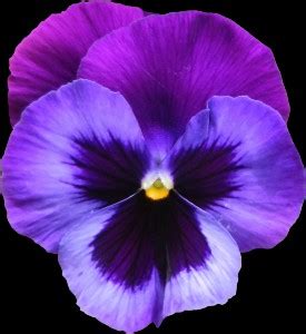 meaning  symbolism   word violet