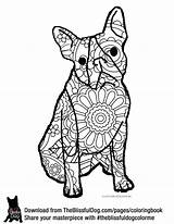 Coloring Pages Terrier Boston Australian Shepherd Adult Drawing Colouring Book Getdrawings Books Getcolorings sketch template