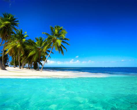 palm trees tropical island wallpapers wallpaper cave