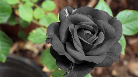black rose wallpapers images  pictures backgrounds