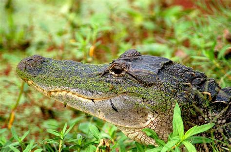 edupic alligator images