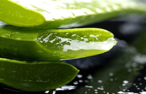Aloe Vera A Refreshing And Healing Medicinal Plant Step To Health