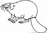 Beaver Coloring Pages Online Printable Animals Color sketch template