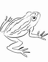 Rospo Anfibi Bel Toad sketch template