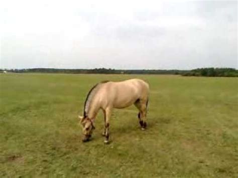 konie fiordzkie horses youtube