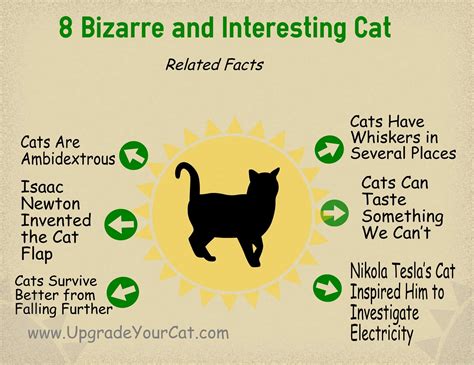 bizarre  interesting cat related facts infographic