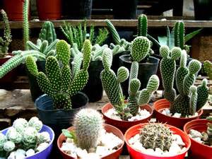 los cactus cactaceas id plantae