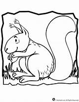 Coloring Squirrel sketch template
