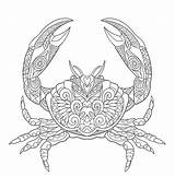 Coloring Pages Crab Adult Choose Board sketch template