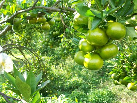 tips agromania  jagokomputer group sekilas tentang jeruk manis
