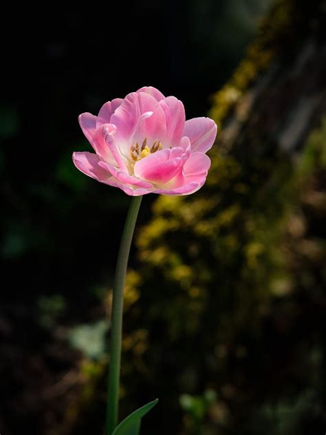 Pin By Anjosa On Pink Flowers Light In The Dark Dark