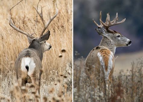 Mule Deer Vs Whitetail Field And Stream