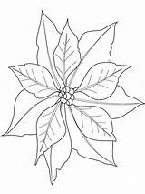 Poinsettia Coloring Flower Pages Drawing Printable Getdrawings Kids Color sketch template