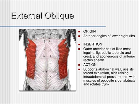 regional muscle review powerpoint    id