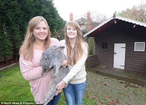 Oscar The Rabbit Weighs Over Stone And Is So Big He Has His Own Wendy