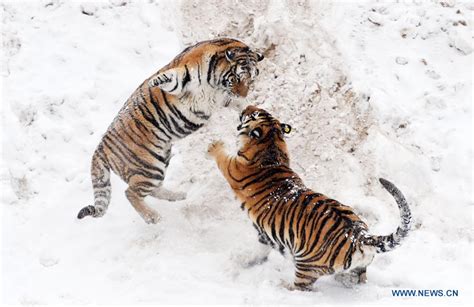 worlds largest center  siberian tigers chinaorgcn