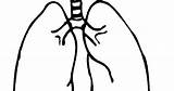 Lungs Coloring Printable sketch template
