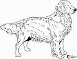 Golden Retriever Coloriage Hunde Realistic Honden Chiens Hond Animaux Goldendoodle Plaatjes Pyrenees Tekening Ausmalbild Adult Animaatjes Malvorlagen Plaatje Tekeningen Hondje sketch template