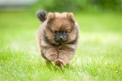 worlds smallest dog breeds