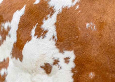 Cow Skin Pattern