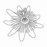 Flower Passion Vector Illustrations Outline Curve Drawing Coloring Line Getdrawings Monochrome Isolated Drawn Hand Fruit Stock sketch template