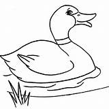 Duck Lineart sketch template