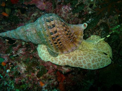 billsdiving giant sea snail