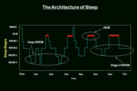 What Is Considered A Normal Or Ideal Sleep Pattern For A
