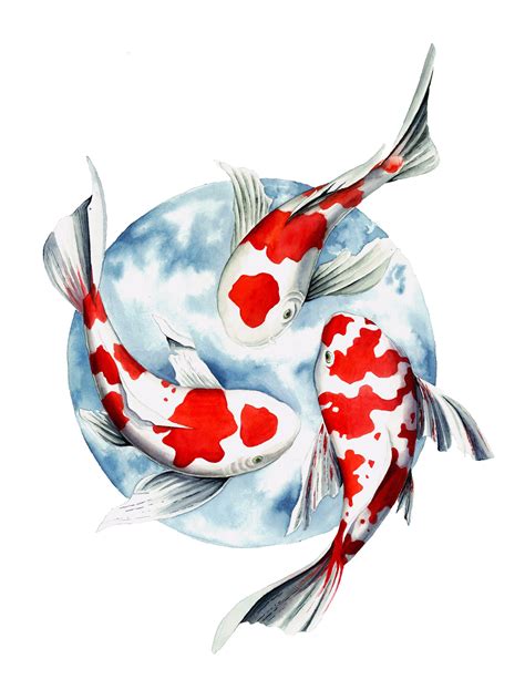 koi fish prints   sizes fish drawings fish art koi fish